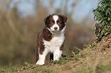 BERGER AUSTRALIEN PUPPIES 250